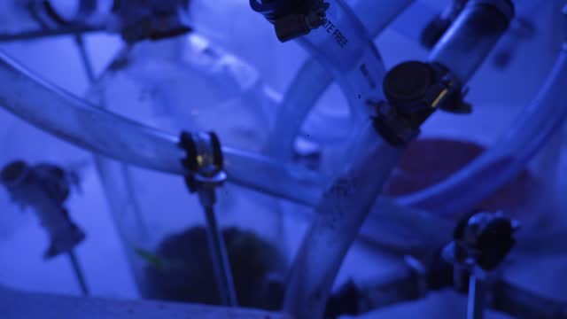 Tubular Hoses Ant Farm Blue Light Horror Grange Lab