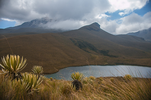 paramo mountain range with natural lagoon and frailejon plants