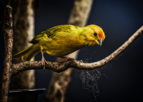 The vibrant Saffron Finch, native to South America, flaunts striking saffron plumage. A symbol of tropical beauty.