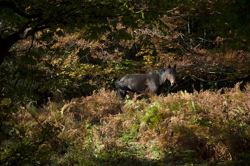 Wild horse walk in the wood with Autumn foliage