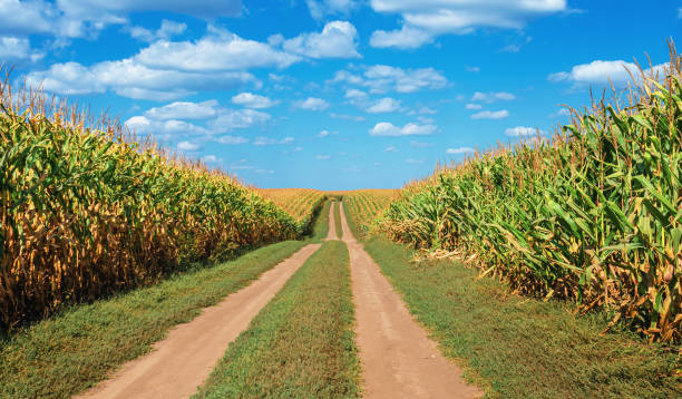 Field road in field between mature corn under blue sky