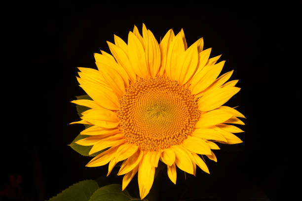 istock Sunflower on Black Background 1715261895