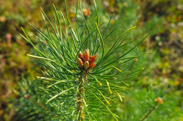 Photo of Green pine branches. Background of conifers