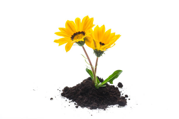 istock yellow blooming flower grows in the ground, on white background. 1715270697