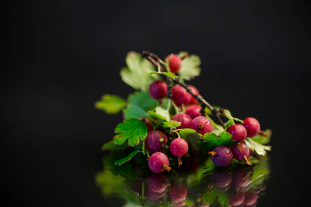 branch of ripe gooseberries isolated on black background