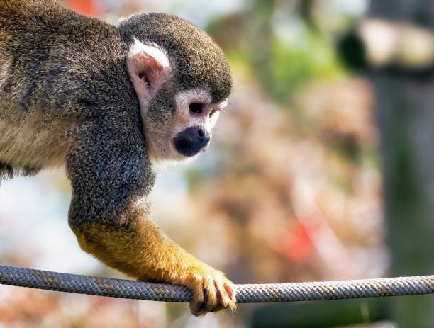 istock Monkey traversing a wire suspended by a rope, grasping the rope for stability 1715285553