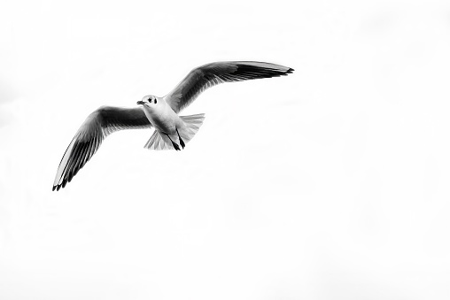 A white seagull flying in front of a cloudy sky, with its wings outstretched to the left