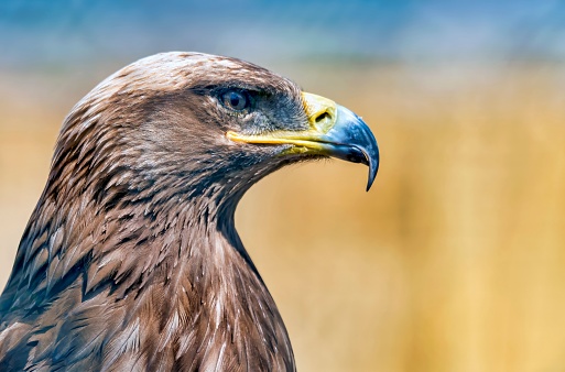 An adult Golden eagle of a dark brown hue, with black markings on its face and a beak of a vibrant green colour