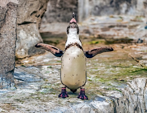 An adorable penguin stands atop a grey rock as it waves its wings, giving a warm welcome to the viewer