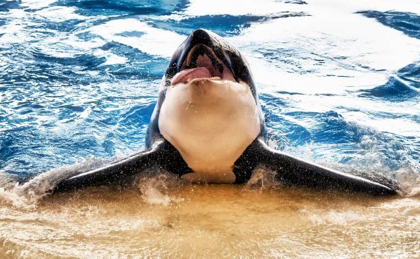 Free picture: orca, swimming pool, animal, killer whale, whale, water ...