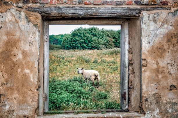 A series of photos of lamb and sheep