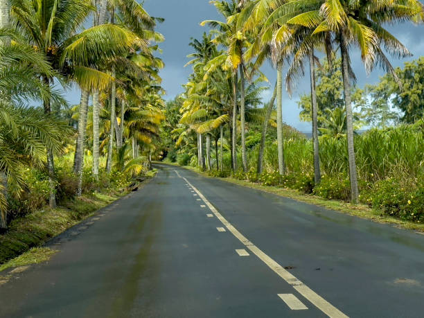 istock Background of palm-tree lined tropical road 1715297434