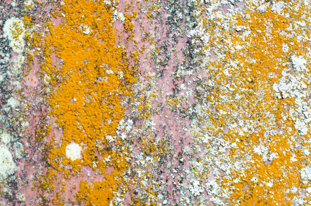 metal rust background , grunge rust and corrosion background texture - metal rusty rust steel imagens e fotografias de stock