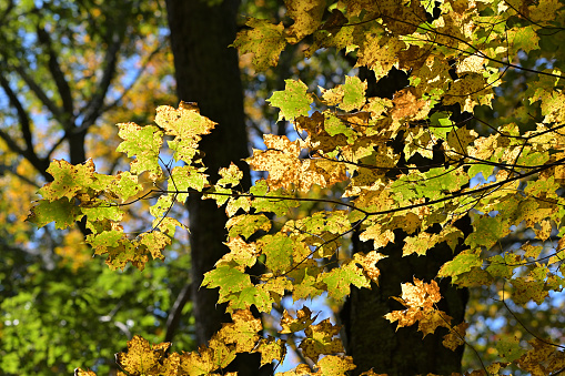 Backlit autumn leaves of the sugar maple, with silhouetted tree trunks in the background. In the woods of Litchfield County, Connecticut.