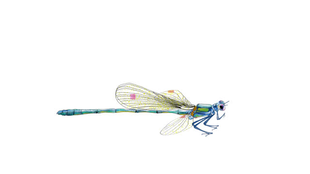 animated dragonfly designed in watercolor for collage videos