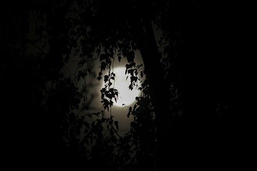Nature at night with tree in moonlight