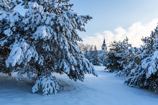 Snow covered fir trees on a cold winter day