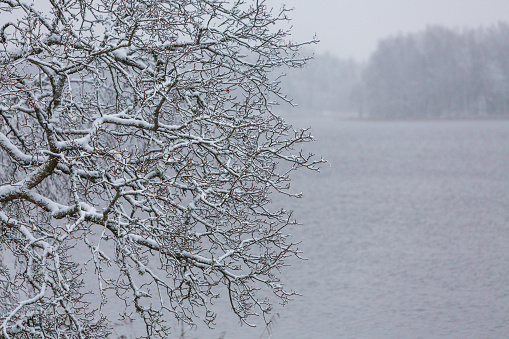 Frozen tree branches near Jumurda lake
