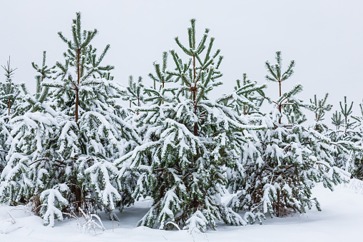Snow covered fir trees on a cold winter day