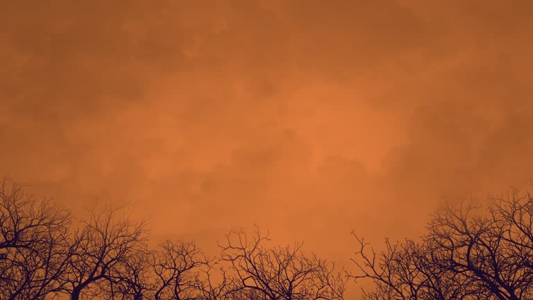 Old trees of forest and dramatic sky in night time