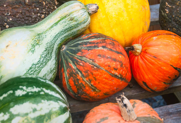 istock Colors of Autumn Squashes 1715346374