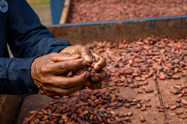 istock Fresh cocoa cut exposing cocoa nibs 1715350221