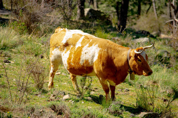 istock Pregnant cow in the field 1715350228