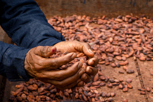istock Fresh cocoa cut exposing cocoa nibs 1715350254