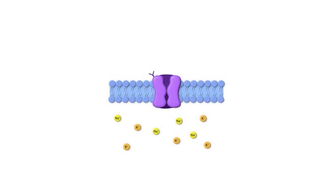 Type of Drug Receptor, ligand, cell membrane, ligand gated receptor, sodium, potassium, passage through the cell membrane, animation 2d graphic