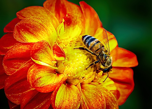 Makro Aufnahme von der Pflanzen Welt