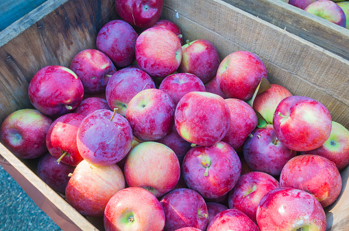 Ripe Empire apples in wooden crates at a Cape Cod farmers market