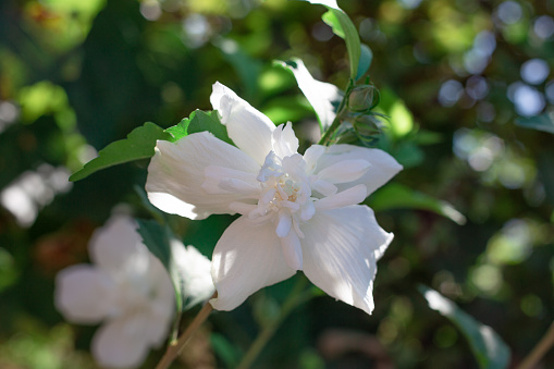 white terry hibiscus flower on a green bush. Ornamental plant in the garden.