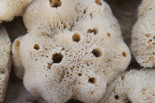 Natural sponge from Kalymnos Island 2023