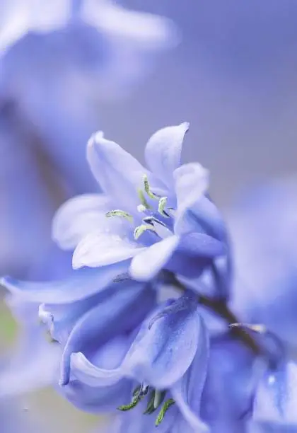 A macro portrait of a blue wild hyacinth, also known as a common bluebell flower, in a garden. The latin name of the plant is hyacinthoides non-scripta and it is a bulbous perennial plant.