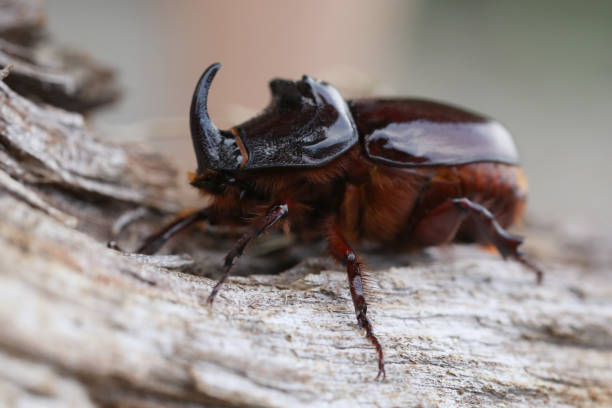 istock European rhinoceros beetle 1715399279