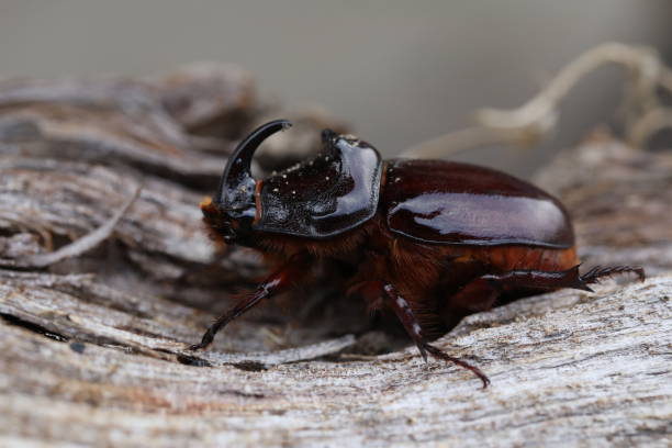 istock European rhinoceros beetle 1715399812