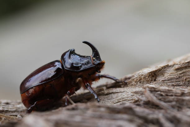 istock European rhinoceros beetle 1715399818