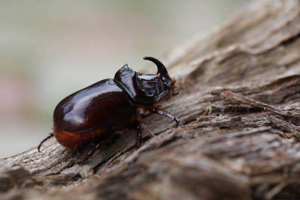 istock European rhinoceros beetle 1715399824