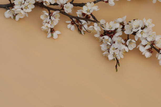 istock Warm beige background with apricot blossom 1715416173