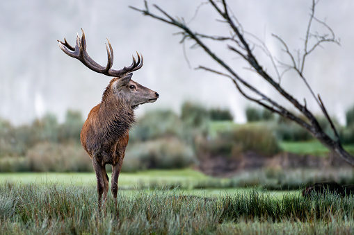 Explore the beauty of the wild with this captivating image from Getty Images, featuring an elegant deer positioned on the left of the frame, gazing towards the right. This striking photograph captures the grace and curiosity of this majestic animal, providing a unique glimpse of outdoor life. Perfect for illustrating concepts of tranquility, wildlife observation, biodiversity, or simply adding a touch of nature to your visual projects.