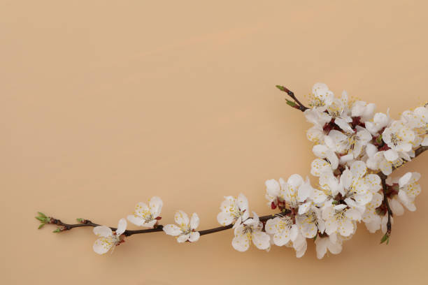 istock Warm beige background with apricot blossom 1715416727