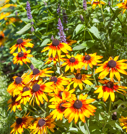 Photo is a close up of Black Eyed Susans in Montreal.