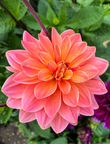 Pink and yellow dahlia flower in garden