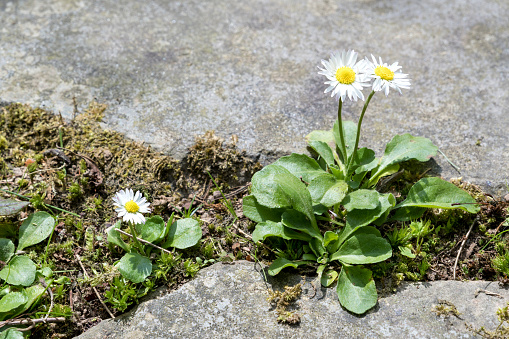 daisies in the gap of a natural stone terrace