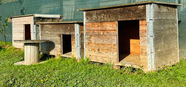 istock Three kennels in a row on a meadow 1715438227