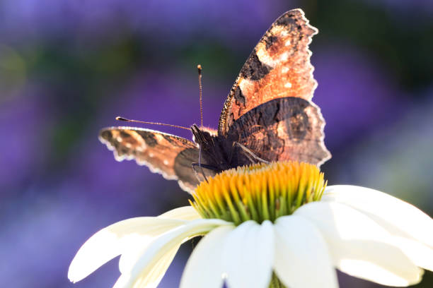 European peacock (Aglais io) on echinacea