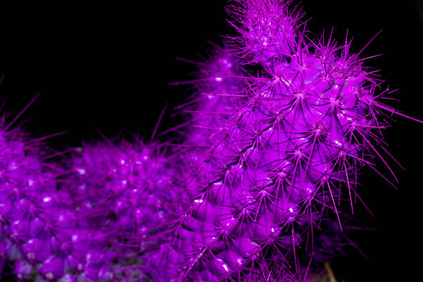 extreme closeup bright purple cactus