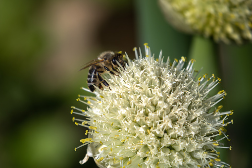 Bee climbing on the huge white flower of onion plant