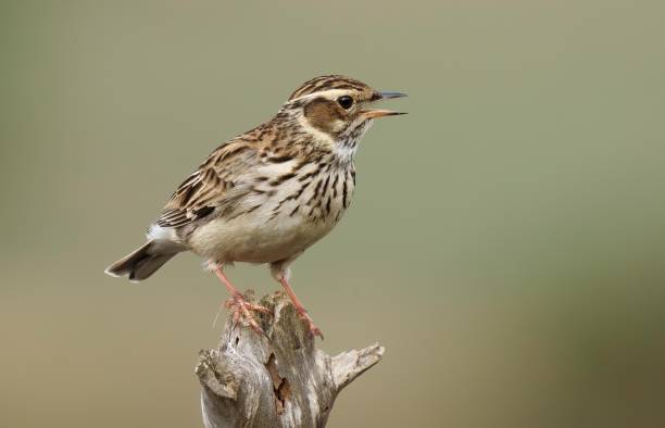 istock Solitary wood lark perched on a thin tree branch in a rural landscape 1715453053