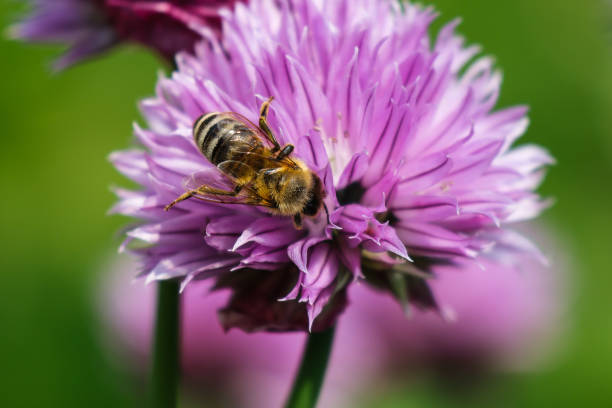 istock Honey bee on the purple flower 1715453056